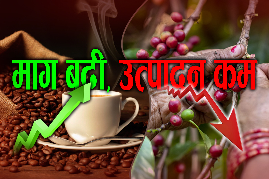 नेपालमा कफीः उच्च सम्भावना हुँदा हुँदै पनि उत्पादन र बजारको तालमेल किन मिल्न सकिरहेको छैन ?